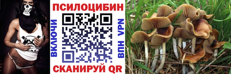 Купить где  Острогожск  Псилоцибиновые грибы мицелий 